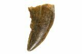 Bargain, Raptor Tooth - Real Dinosaur Tooth #80065-1